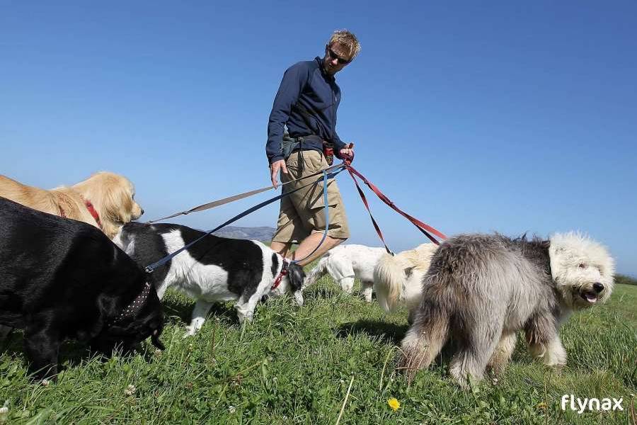 Dog Walking